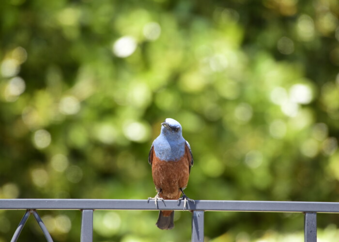 イソヒヨドリ・雄
13 MB 6000 x 4000 ピクセル イソヒヨドリ・雄