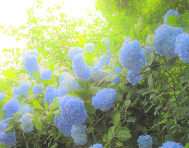 2 MB
4608 x 3456 ピクセル