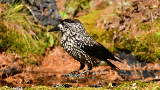 ファイルサイズ: 9 MB
サイズ: 4176 x 2784 ピクセル