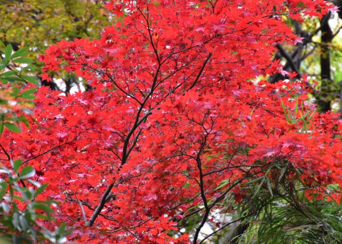 730 KB
 1620 x 1080 ピクセル 紅葉