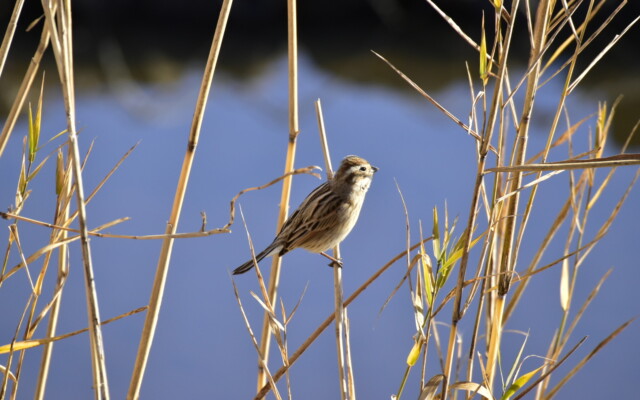 ファイルサイズ: 377 KB
サイズ: 1620 x 1080 ピクセル