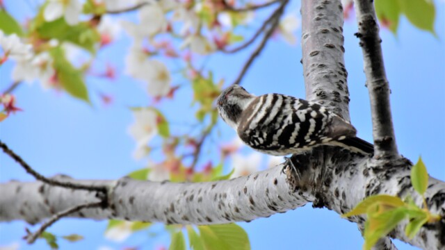 ファイルサイズ: 2 MB
サイズ: 4496 x 3000 ピクセル
maa