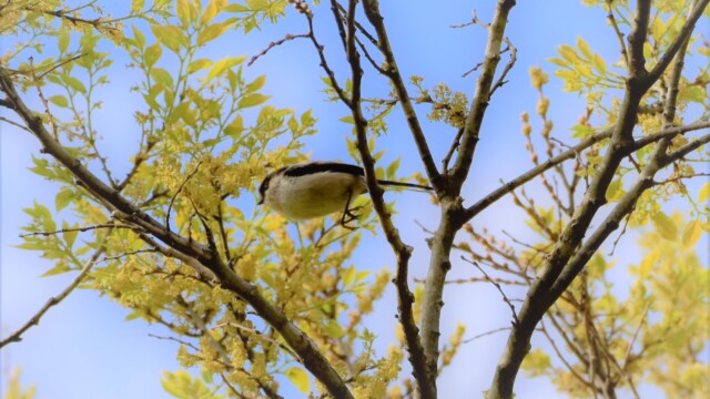 ファイルサイズ: 605 KB
サイズ: 2003 x 1336 ピクセル
maa