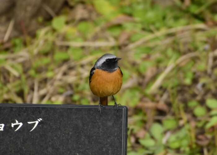 179 KB
1000 x 749 ピクセル