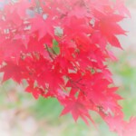 2 MB
4608 x 3456 ピクセル
maa 紅葉 加工処理