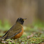 237 KB
1620 x 1080 ピクセル