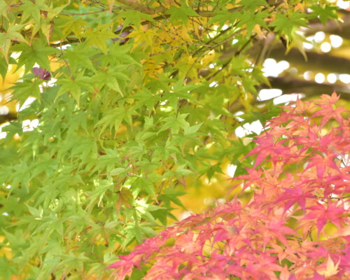 ファイルサイズ: 7 MB
サイズ: 4496 x 3000 ピクセル