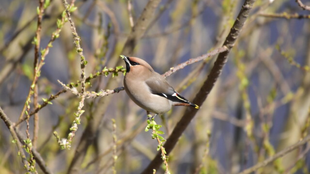 ファイルサイズ: 7 MB
サイズ: 4496 x 3000 ピクセル
maa