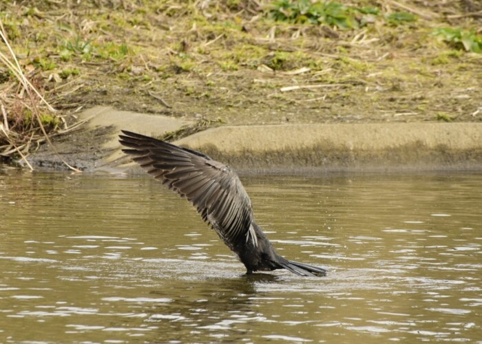 326 KB
1000 x 749 ピクセル