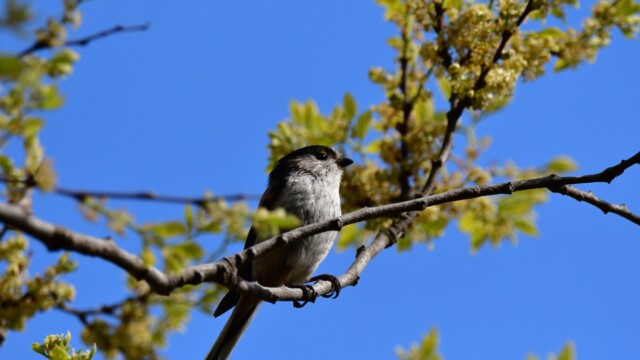 ファイルサイズ: 277 KB
サイズ: 1620 x 1080 ピクセル
aasan