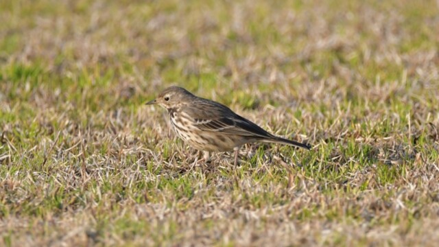 aasan
ファイルサイズ: 208 KB
サイズ: 1010 x 757 ピクセル