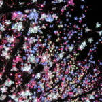 naa
5 MB
サイズ: 4608 x 3456 ピクセル