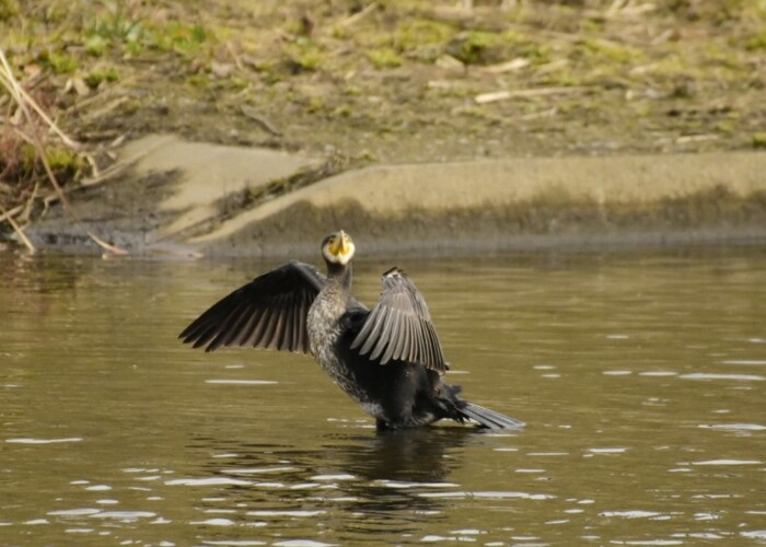 228 KB
1000 x 749 ピクセル