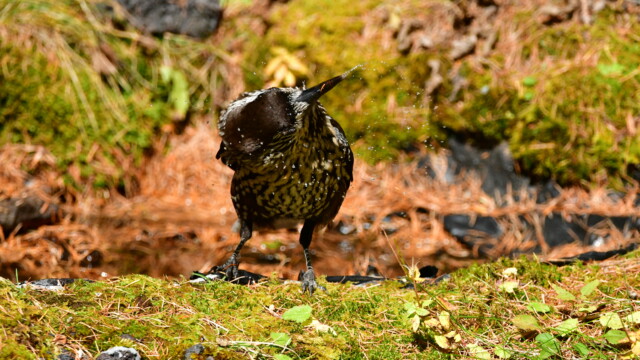 ファイルサイズ: 10 MB
サイズ: 4176 x 2784 ピクセル