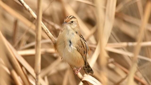 aasan
ファイルサイズ: 167 KB
サイズ: 1090 x 818 ピクセル