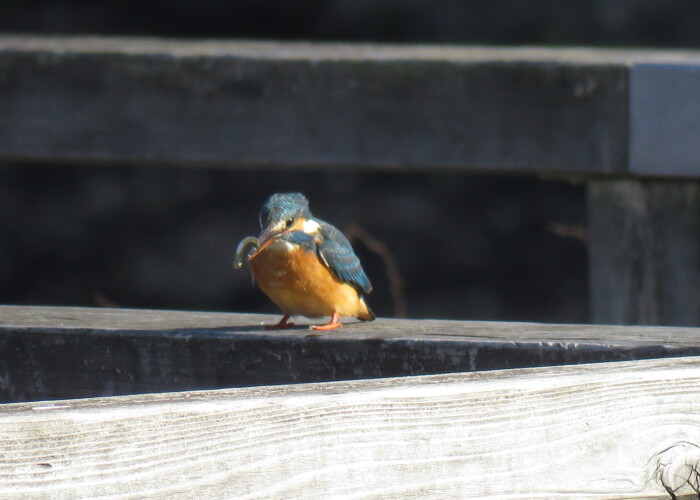 6 MB
4608 x 3456 ピクセル