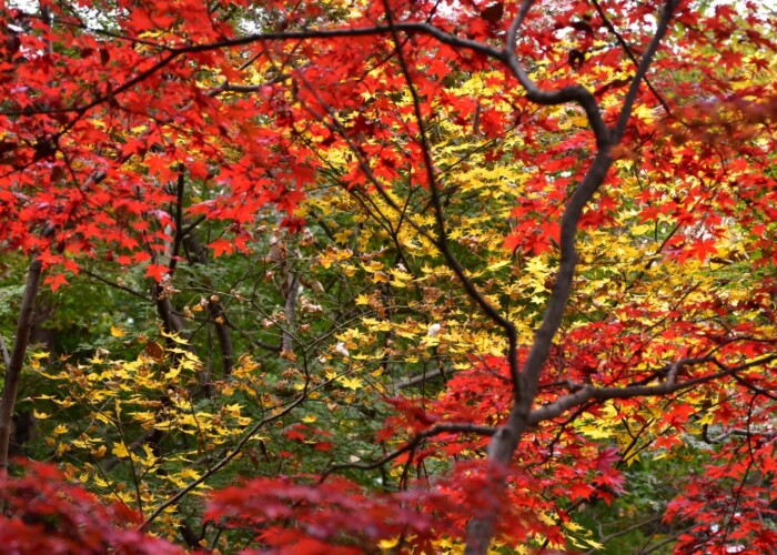 826 KB
1620 x 1080 ピクセル 紅葉