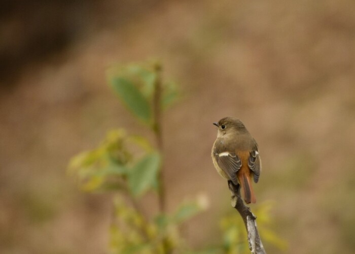 116 KB
1000 x 666 ピクセル