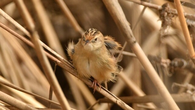 aasan
ファイルサイズ: 151 KB
サイズ: 880 x 660 ピクセル