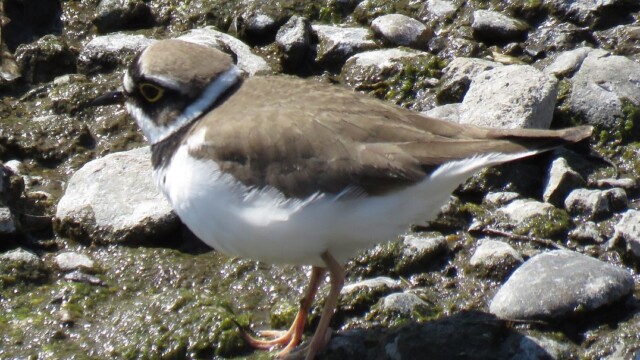 ファイルサイズ: 411 KB
サイズ: 1076 x 808 ピクセル