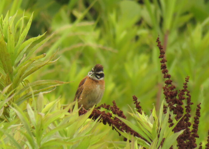 6 MB
4608 x 3456 ピクセル