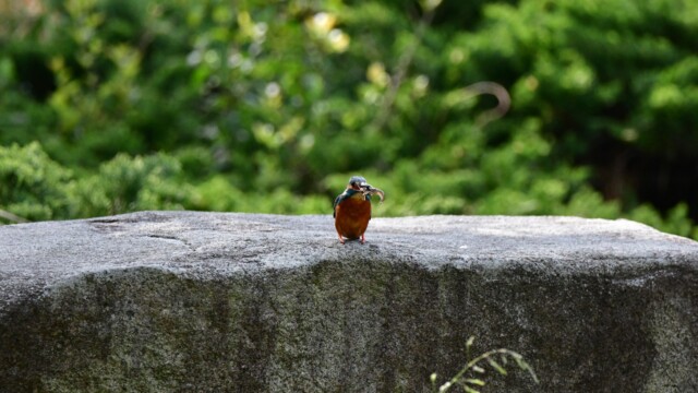 ファイルサイズ: 520 KB
サイズ: 1620 x 1080 ピクセル
aasan