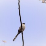 エナガ
加工処理
123 KB
1620 x 1080 ピクセル エナガ3