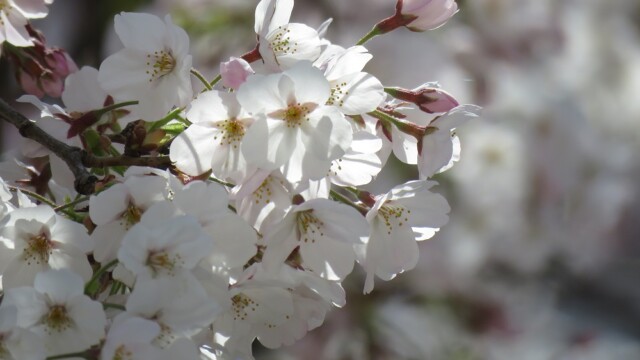 maa
ファイルサイズ: 178 KB
サイズ: 1000 x 750 ピクセル