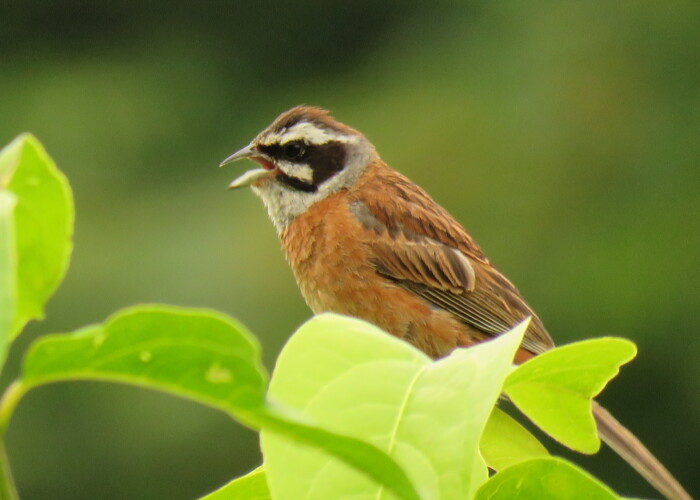 5 MB
4608 x 3456 ピクセル