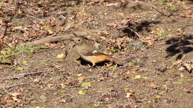 maa
ファイルサイズ: 310 KB
サイズ: 908 x 606 ピクセル