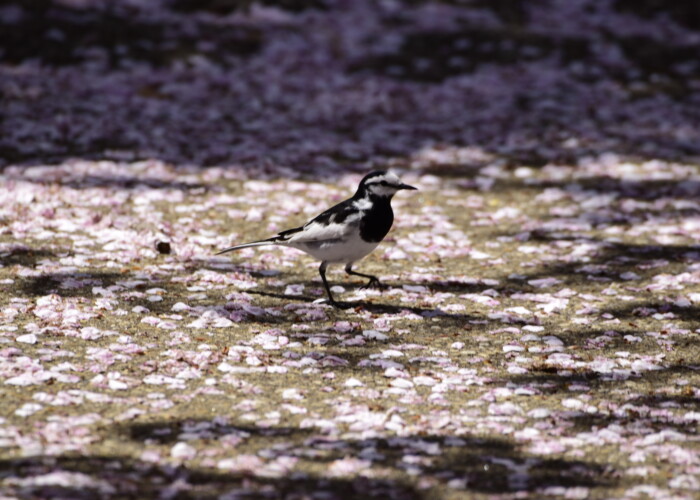 14 MB
6000 x 4000 ピクセル