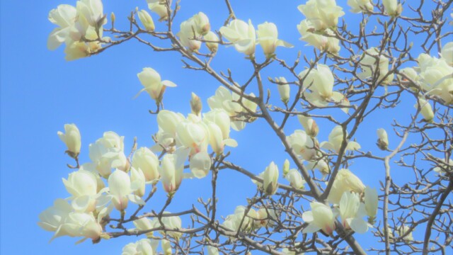 ファイルサイズ: 1 MB
サイズ: 3264 x 2448 ピクセル