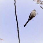 エナガ
加工処理
125 KB
加工処理 エナガ