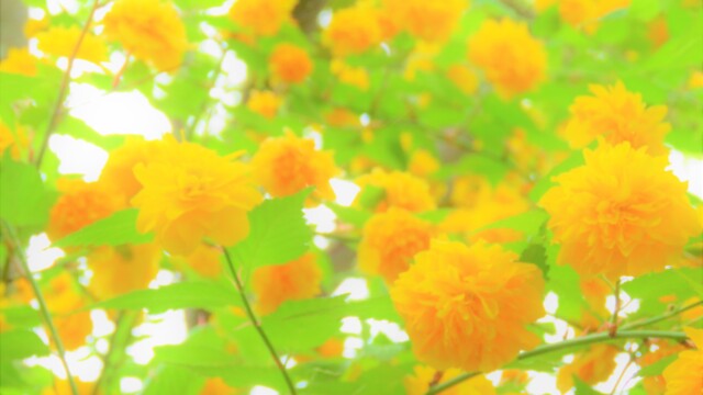 ファイルサイズ: 2 MB
サイズ: 4608 x 3456 ピクセル