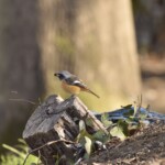 290 KB
1620 x 1080 ピクセル 290 KB 1620 x 1080 ピクセル