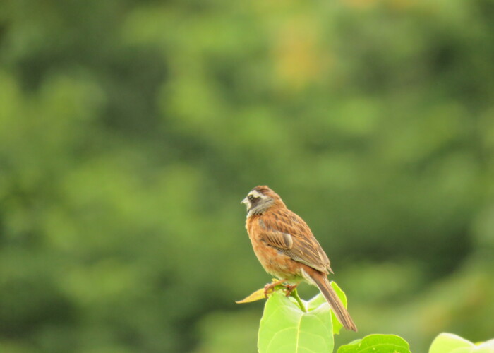 6 MB
4608 x 3456 ピクセル