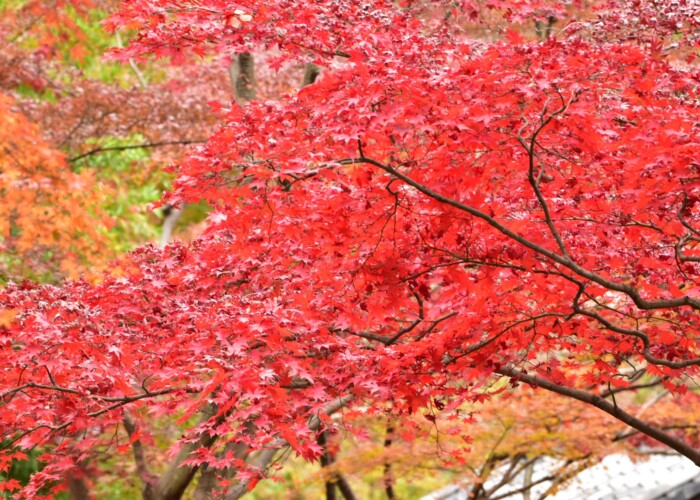 743 KB
1620 x 1080 ピクセル
aasan 紅葉