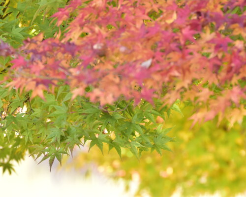 ファイルサイズ: 7 MB
サイズ: 4496 x 3000 ピクセル