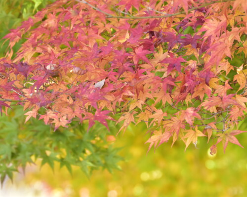 ファイルサイズ: 7 MB
サイズ: 4496 x 3000 ピクセル