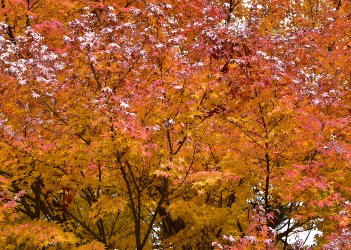 997 KB
1620 x 1080 ピクセル