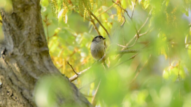 ファイルサイズ: 1 MB
サイズ: 3429 x 2288 ピクセル
maa