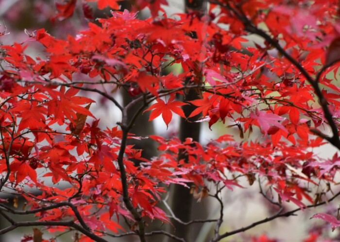 471 KB
1620 x 1080 ピクセル 紅葉