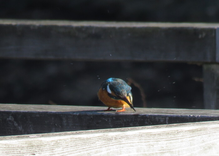 5 MB
4608 x 3456 ピクセル