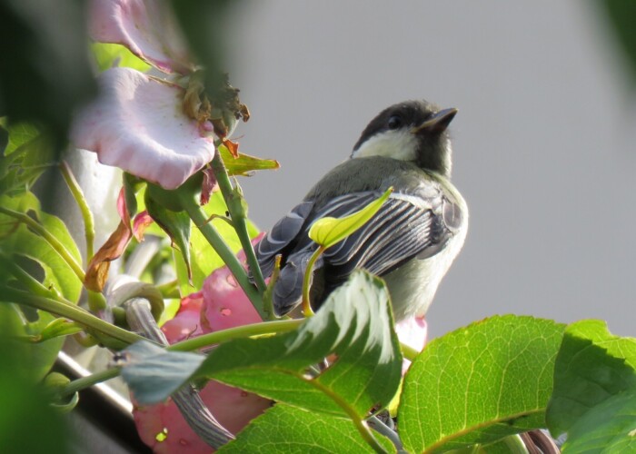 254 KB
1080 x 1080 ピクセル