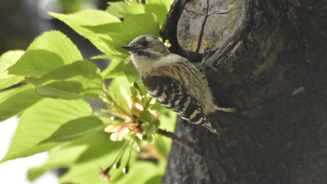 ファイルサイズ: 7 MB
サイズ: 4496 x 3000 ピクセル
maa