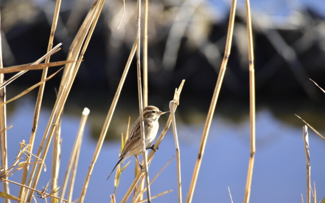 ファイルサイズ: 312 KB
サイズ: 1620 x 1080 ピクセル