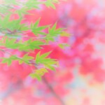 2 MB
4608 x 3456 ピクセル
maa 紅葉 加工処理