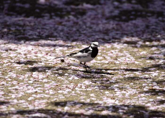 14 MB
6000 x 4000 ピクセル