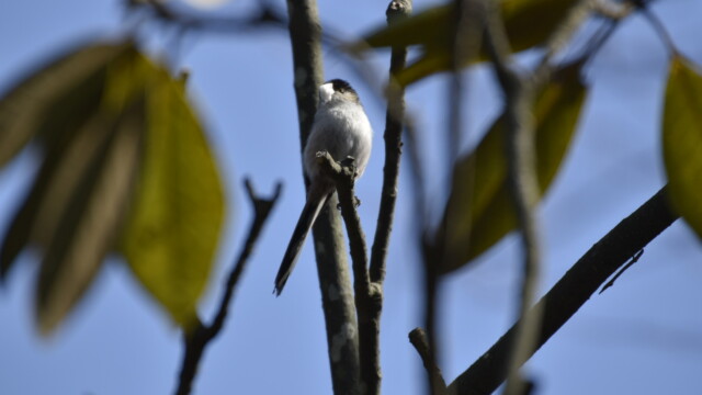 ファイルサイズ: 206 KB
サイズ: 1620 x 1080 ピクセル エナガ巣材集め