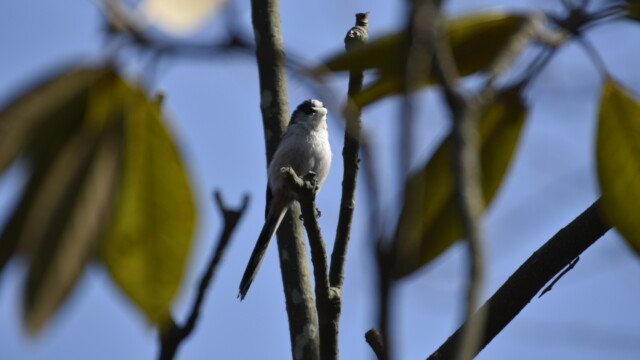 ファイルサイズ: 210 KB
サイズ: 1620 x 1080 ピクセル エナガの巣材集め
